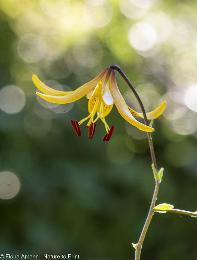 Botanische Lilien, wilde Lilien, Juwelen im Naturgarten, Lilium leichtinii, Kleine Tigerlilie, Japanische Wild-Lilie,