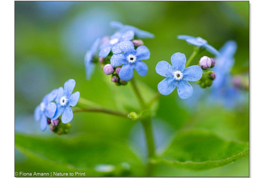 Vergissmeinnicht mi kleine himmelblauen Blüten, erinnern an Vergissmeinnicht