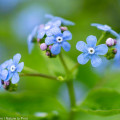 Vergissmeinnicht mi kleine himmelblauen Blüten, erinnern an Vergissmeinnicht
