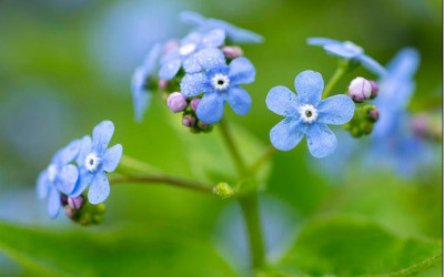 Kaukasus-Vergissmeinnicht, wahre Liebe auf den 1. Blick