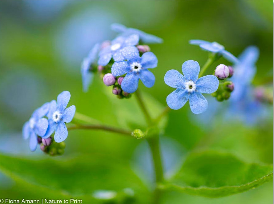 Vergissmeinnicht mi kleine himmelblauen Blüten, erinnern an Vergissmeinnicht