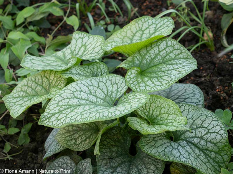 Kaukasus-Vergissmeinnicht, Brunnera macrophylla, im Herbst nach Sommerschnitt
