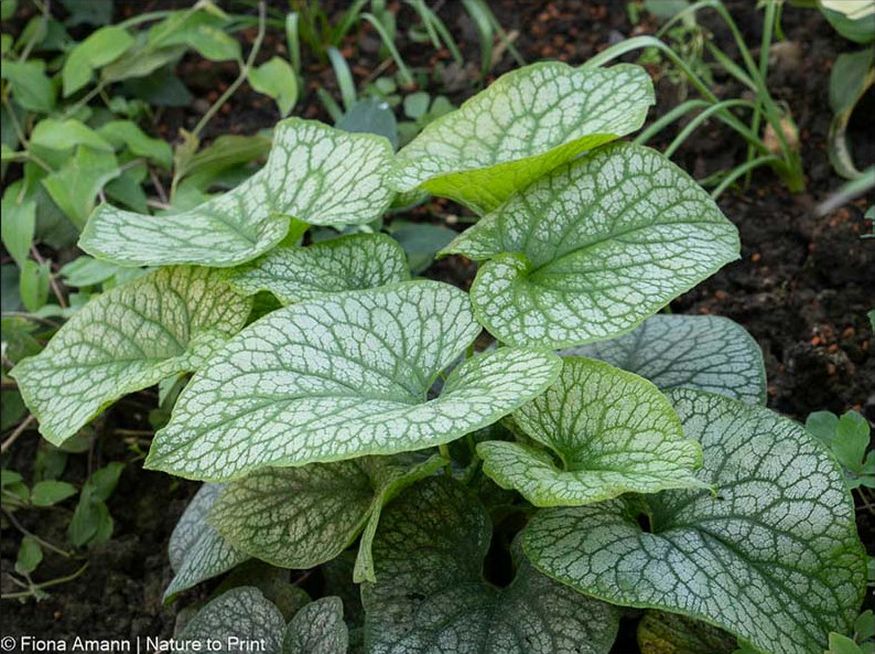 Brunnera, Kaukasisches Vergissmeinnicht, Blattschmuckpflanze, schneckenresistente Staude für halbschattige Standorte