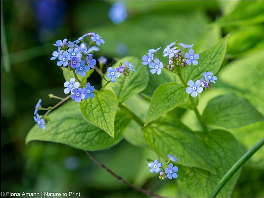 Brunnera macrophylla, Kaukasusvergissmeinnicht. Ihre winzigen blauen Blüten erinnern an das gewöhnliche Vergissmeinnicht bot. Myosotis