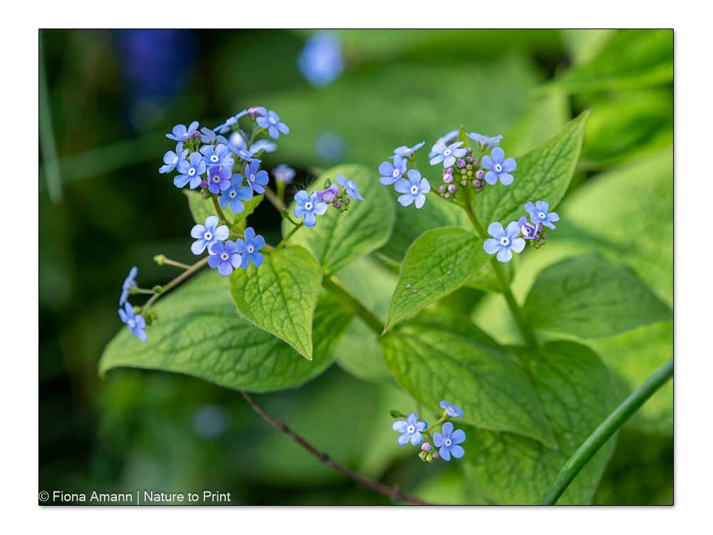 Brunnera macrophylla, Kaukasusvergissmeinnicht. Ihre winzigen blauen Blüten erinnern an das gewöhnliche Vergissmeinnicht bot. Myosotis