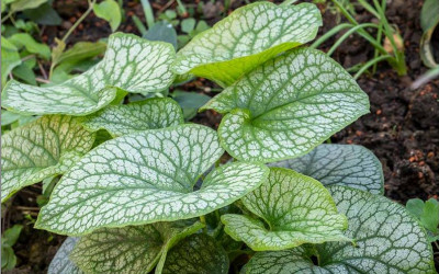 Oh du wundervolles Schattenbeet: 40 Stauden für den Schattengarten