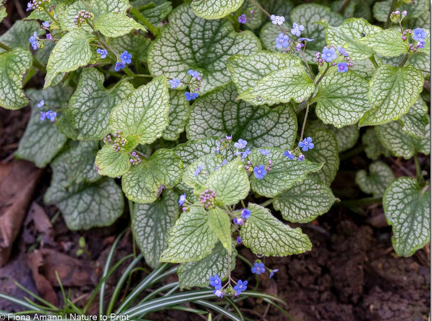 Kaukasisches Vergissmeinnicht, Brunnera macrophylla 'Jack Frost' mit panaschierten Blättern und himmelblauen Blüten