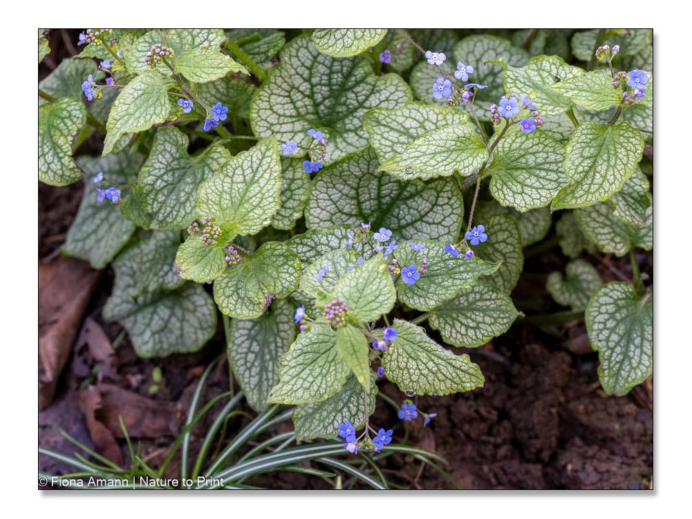 Kaukasus-Vergissmeinnicht, Brunnera macrophylla, himmelblaue Blüten im Schattenbeet