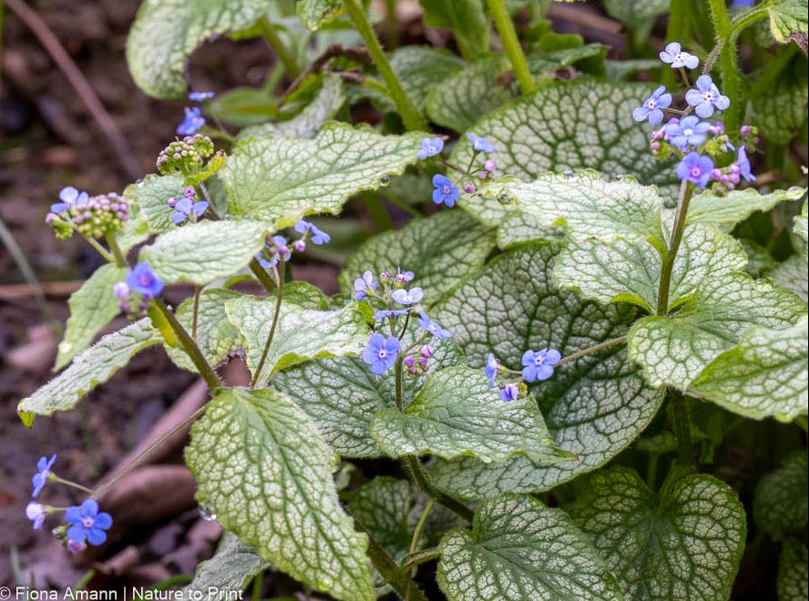 Kaukasisches Vergissmeinnicht, himmelblaue Blüten im Schattenbeet