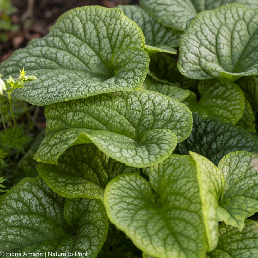 Brunnera, Kaukasus-Vergissmeinnicht, robuste Staude für den Schatten