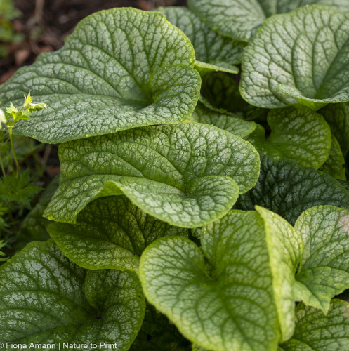 Brunnera, Kaukasus-Vergissmeinnicht, robuste Staude für den Schatten Brunnera, Kaukasus-Vergissmeinnicht, robuste Staude für den Schatten