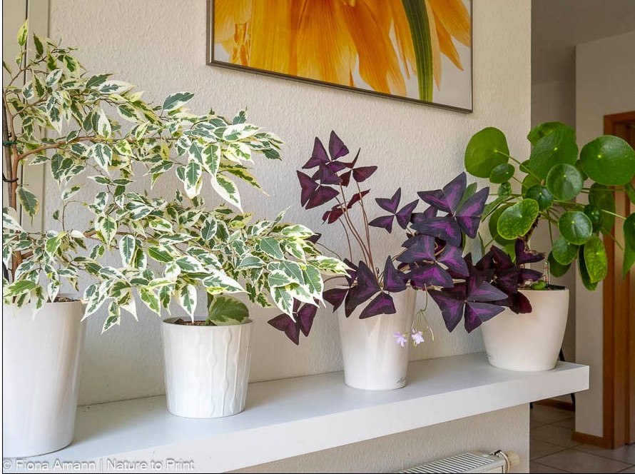 Zimmergarten im Büro auf dem Regal