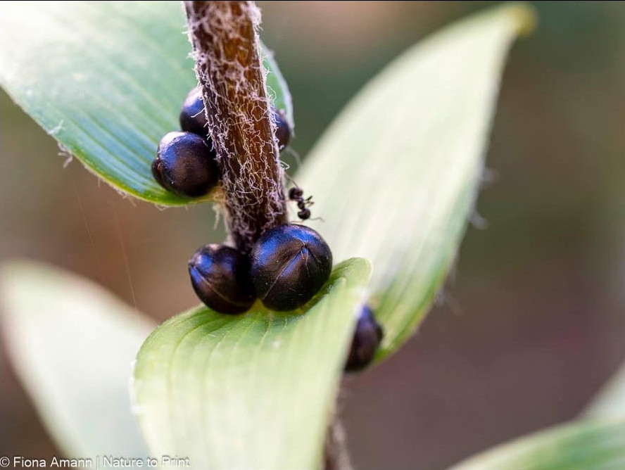 Bulbillen sind Speicherorgane und lassen sich aussäen wie Pillensaat