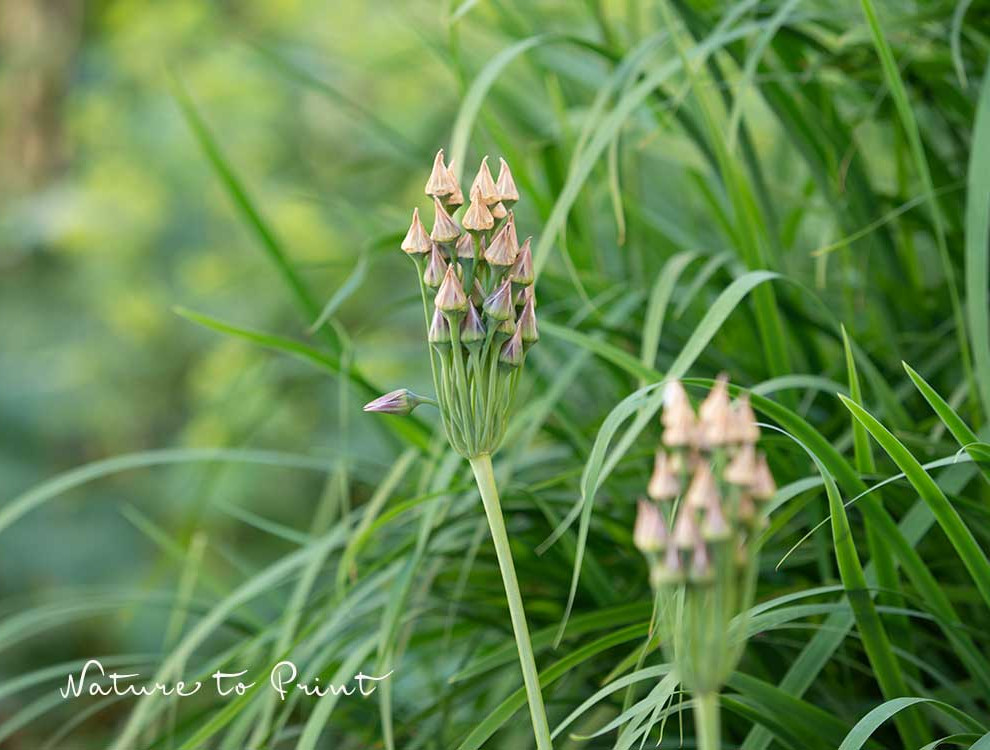 Bulgarischer Lauch: verblühender Samenstand mit spitz zulaufenden Dächern im Staudengarten Bulgarischer Lauch verblühter Samenstand mit spitz zulaufenden Dächern