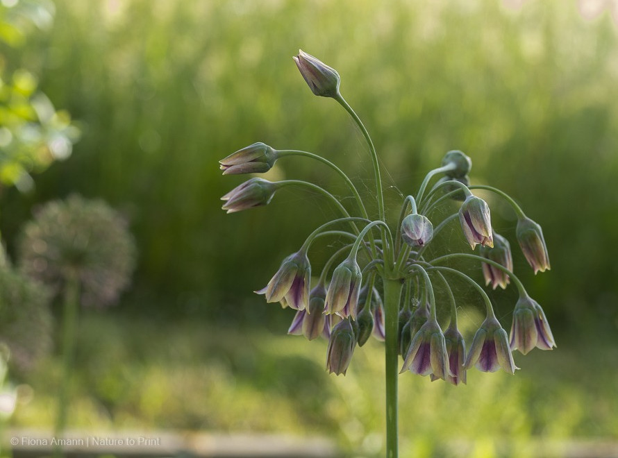Erst Glockenblüten, dann erfolgt die Wendung um 180 Grad Erst Glockenblüten, dann erfolgt die Wendung um 180 Grad