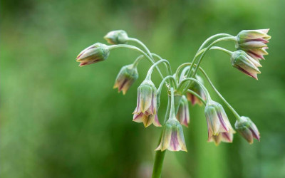 Sizilianischer Honiglauch, Bulgarischer Lauch, Samardala. Zierlauch spektakulär anders