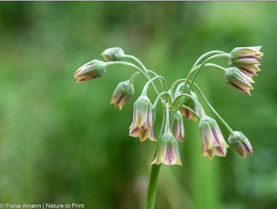 Bulgarischer Lauch, Sizilianischer Honiglauch ist sehr ungewöhnlich