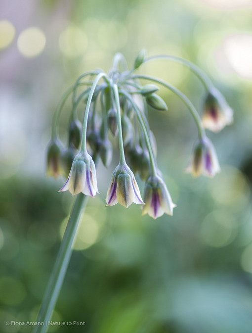 Sizilianischer Honiglauch, Glockenblüten machen den Anfang Sizilianischer Honiglauch, Glockenblüten machen den Anfang