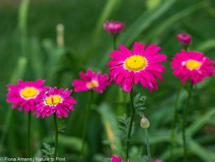 Bunte Margerite der Serie Robinson in Pink