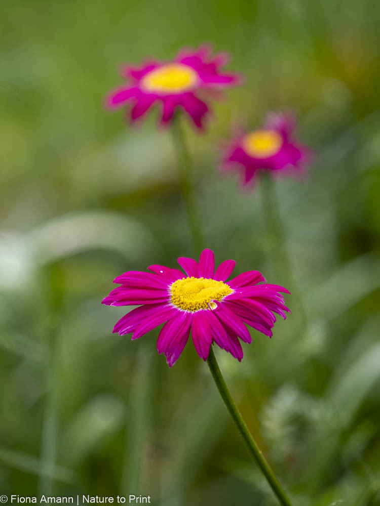 Bunte Margerite, diese hübsche Sommerstaude muss oft geteilt werden, sonst verschwindet sie Bunte Margerite, hübsche Sommerstaude muss oft geteilt werden