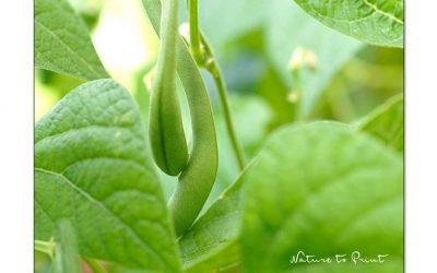 Der Selbstversorgergarten zwischen Traum und Wirklichkeit.