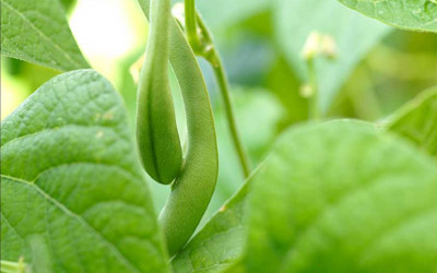 Der Selbstversorgergarten zwischen Traum und Wirklichkeit.