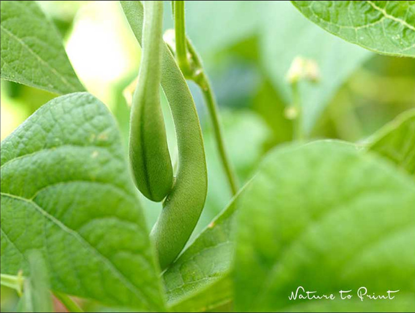 Buschbohnen im Topf im Selbstversorgergarten