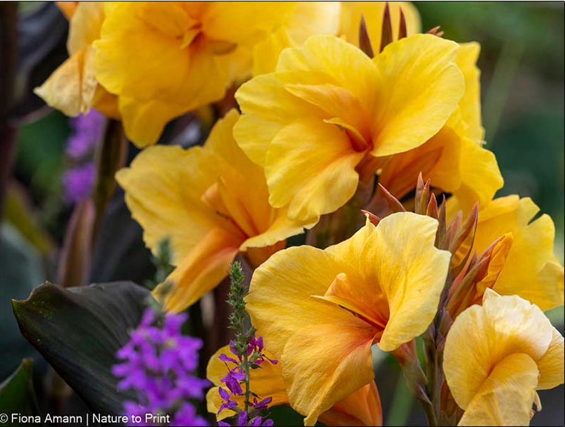 Am Blütenstiel entwickeln sich viele Blüten, die der Reihe nach aufblühen