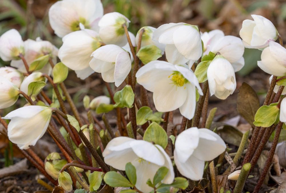 Christrosen, zauberhafte Helleborus niger