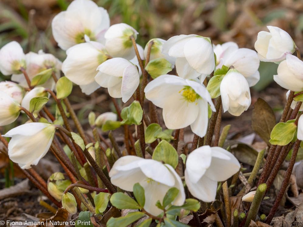 Christrosen, zauberhafte Helleborus niger