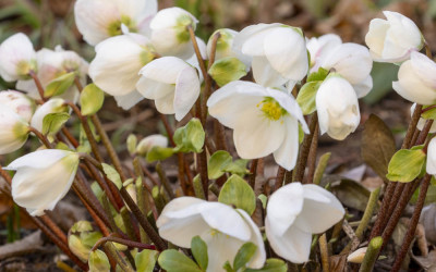 Christrosen, bezaubernde Helleborus niger