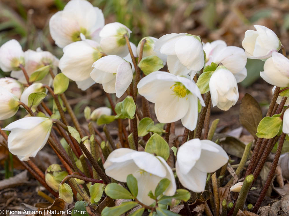 Christrosen, zauberhafte Helleborus niger