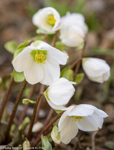 Helleborus niger bietet spät oder früh fliegenden Wildbienen Nektar und Pollen. Weiße Christrose, Helleborus niger bietet Nektar und Pollen.