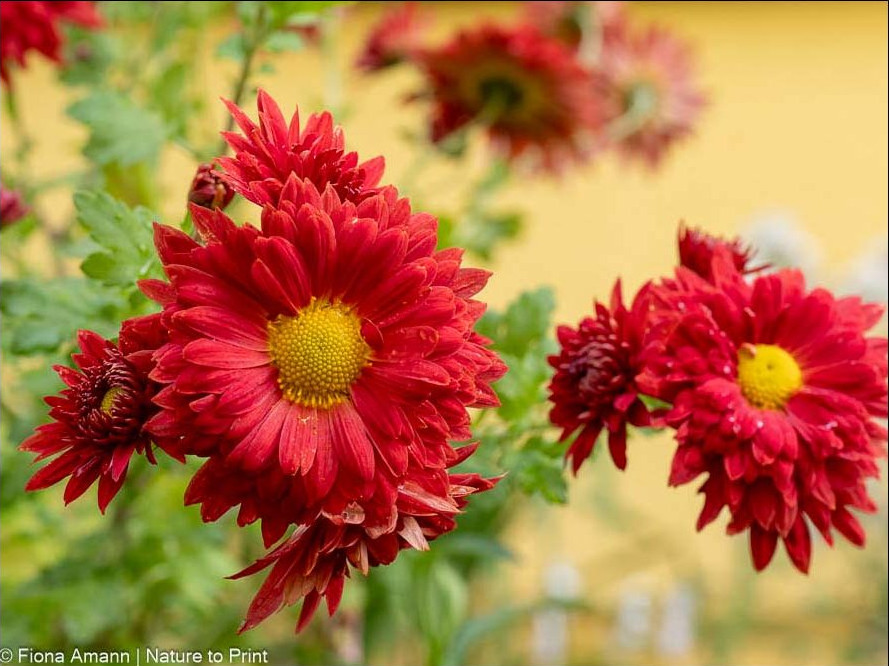 Das Blumenjahr endet mit Chrysanthemen im November