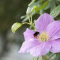 Clematis schneiden. Wann, welche, warum und wie geht's richtig? Clematis schneiden. Wann, welche, wie und warum