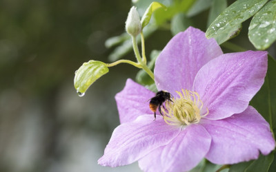 Clematis schneiden. Wann, welche, warum und wie geht’s richtig?