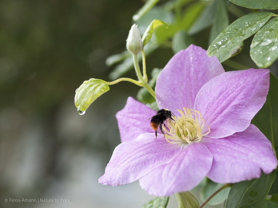Clematis schneiden. Wann, welche, warum und wie geht’s richtig?