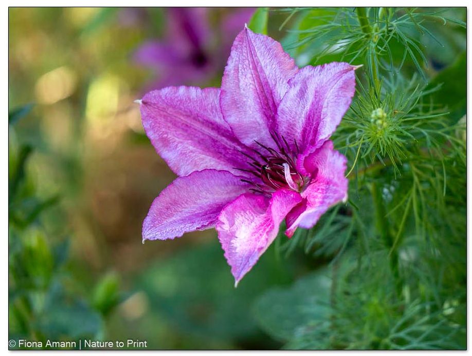 Clematis Königskind, die Staude ist ein Kaltkeimer