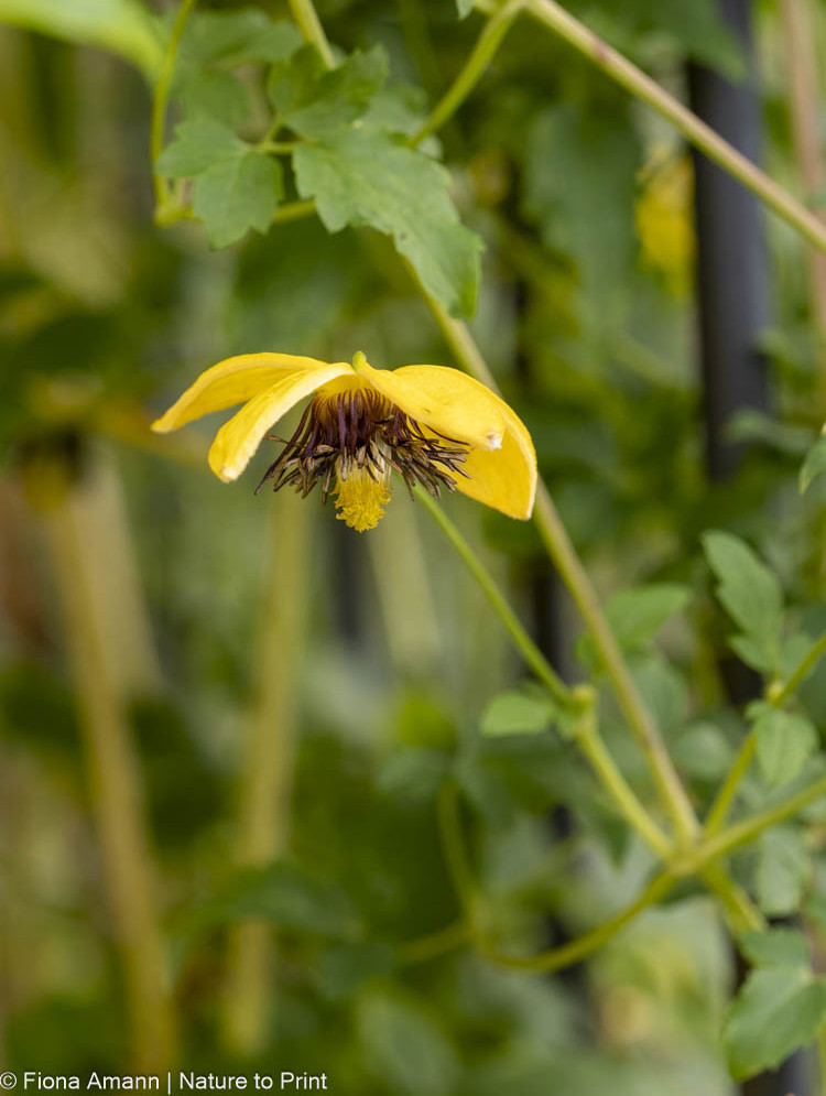 Clematis schneiden. C. Orientalis, Tang blüht gelb