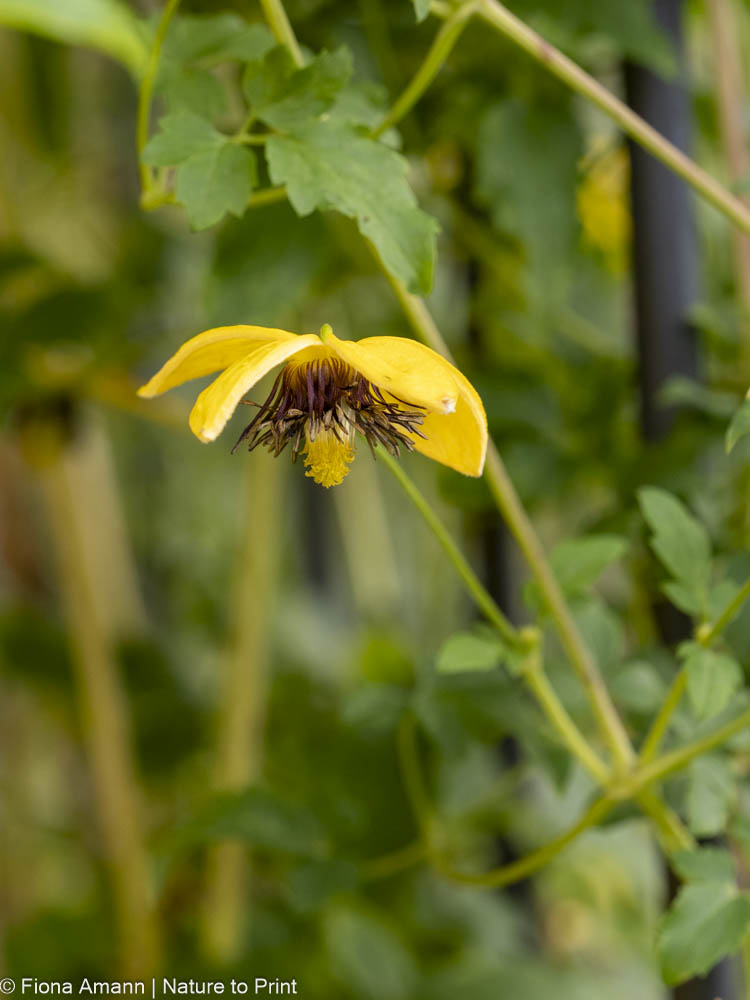 Clematis schneiden. C. Orientalis, Tang blüht gelb