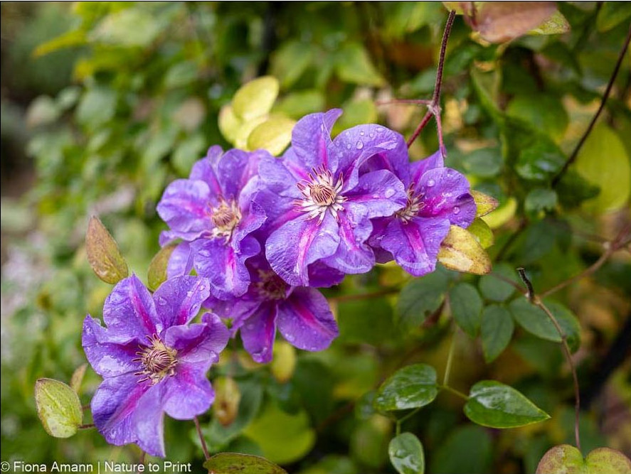 Clematis-Hybride blüht im Herbst erneut