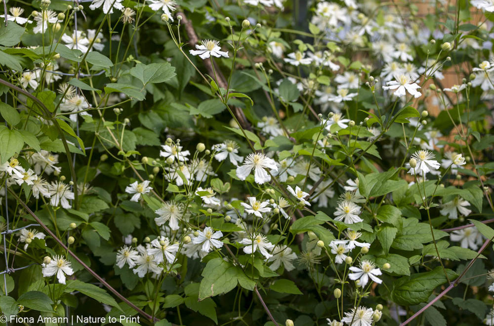 Clematis schneiden. C Paul Farges gehört zu Schnittgruppe 3