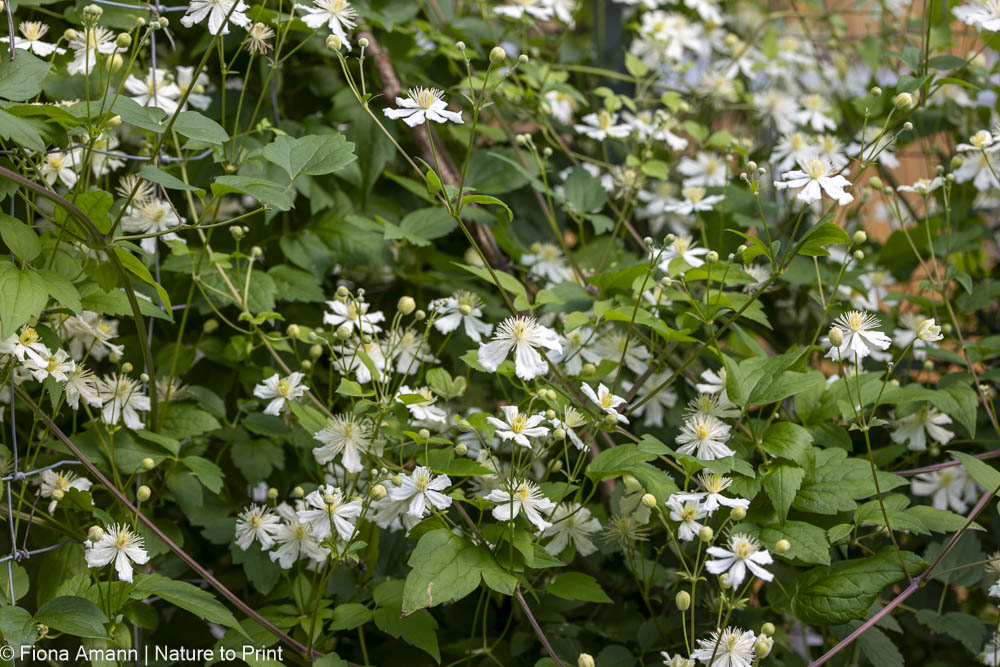 Clematis schneiden. C Paul Farges gehört zu Schnittgruppe 3