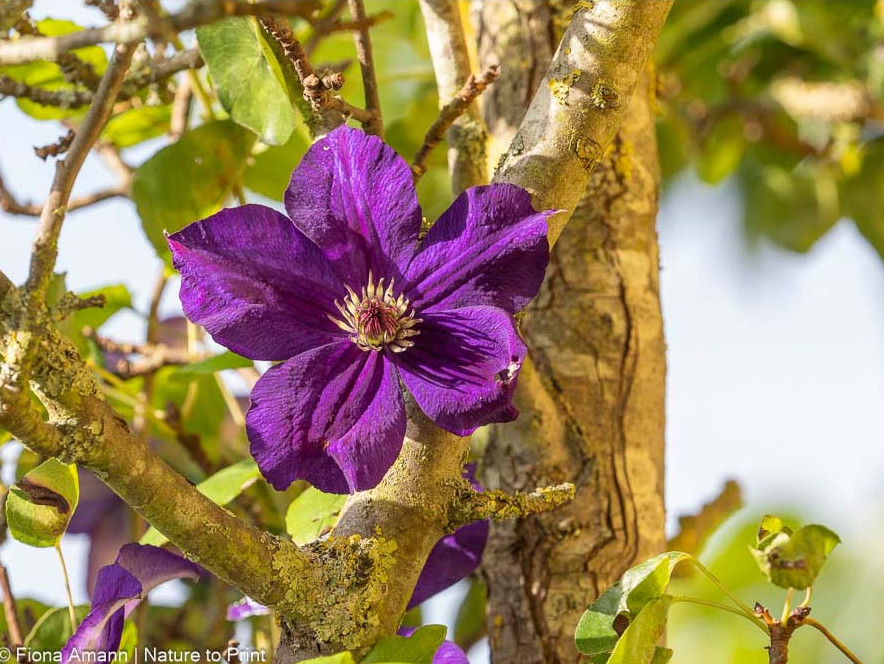 Gartentipps Juni: Schneiden und düngen Sie öfterblühende Clematis-Hybriden direkt nach der Blüte Gartentipps Juni: Schneiden Sie Clematis nach der Blüte