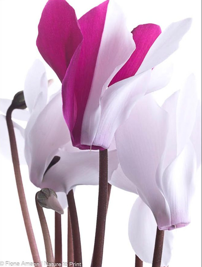 Im Cyclamenwald, Blumenbild von Nature to Print