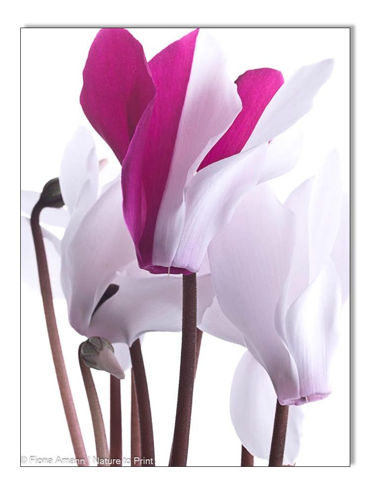 Im Cyclamenwald, Blumenbild von Nature to Print