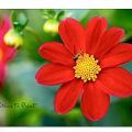Dahlien aus Samen Mignon-Dahlie aus Samen gezogen
