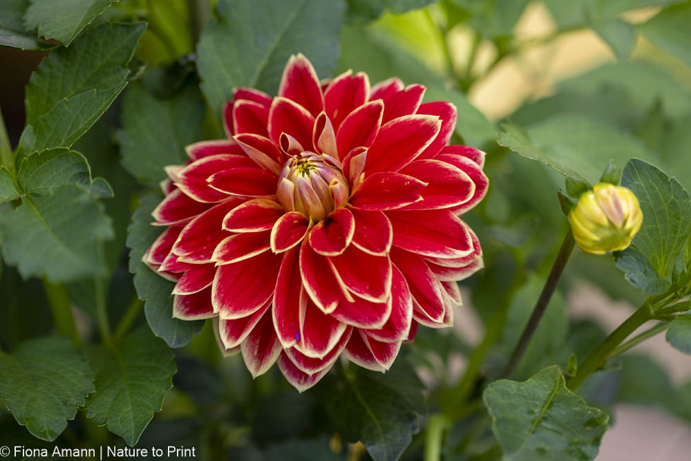 Herbstblüher Dahlie, Königin im Blumengarten