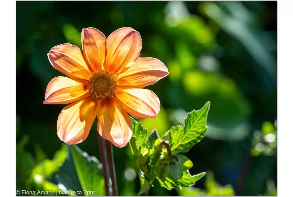 So wird der naturnahe Garten winterfest. 6 Tipps