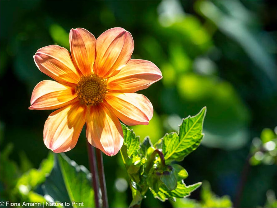 Garten winterfest machen: Beefriendly Dahlie überwintert als Knolle frostfrei